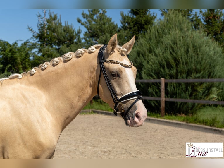 Poni alemán Caballo castrado 3 años 146 cm Palomino in H&#xF6;ttingen