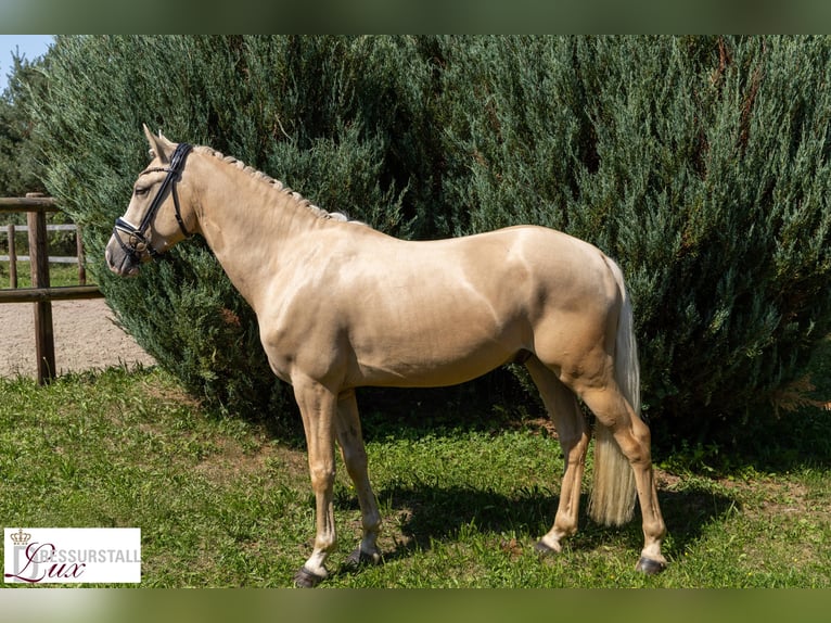 Poni alemán Caballo castrado 3 años 146 cm Palomino in H&#xF6;ttingen