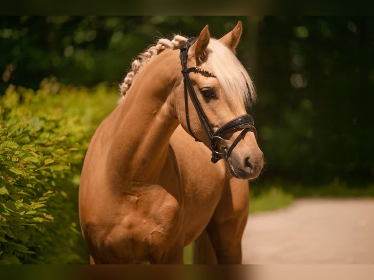 Poni alemán Caballo castrado 3 años 146 cm Palomino in Wehringen