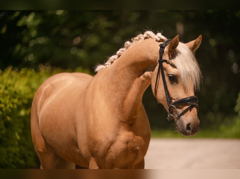 Poni alemán Caballo castrado 3 años 146 cm Palomino in Wehringen