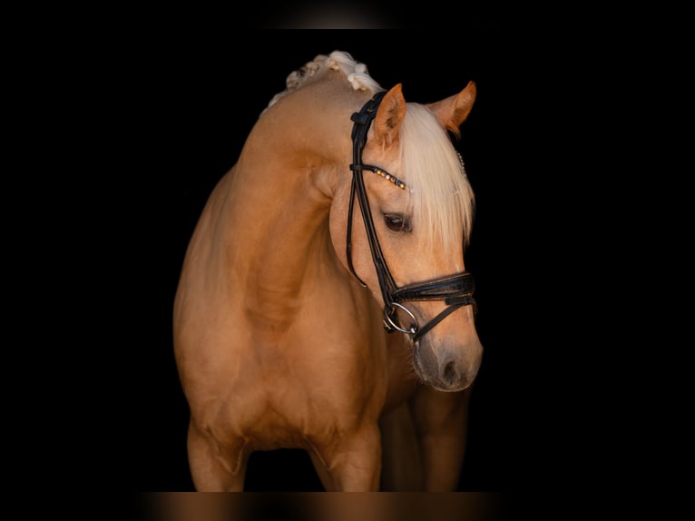 Poni alemán Caballo castrado 3 años 146 cm Palomino in Wehringen