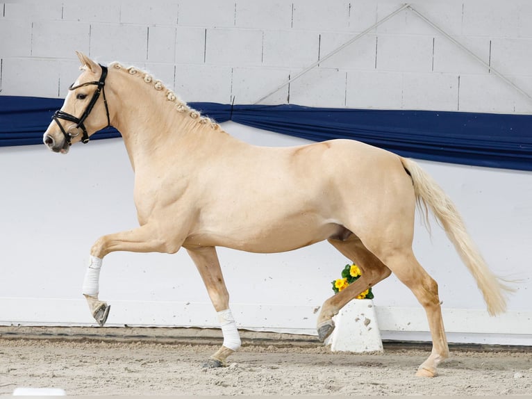 Poni alemán Caballo castrado 3 años 146 cm Palomino in Marsberg