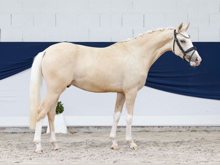 Poni alemán Caballo castrado 3 años 146 cm Palomino in Marsberg