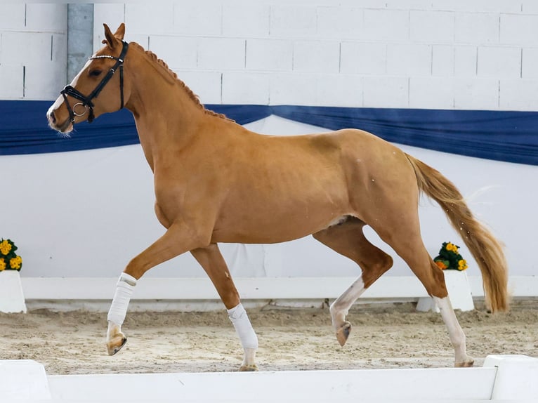 Poni alemán Caballo castrado 3 años 147 cm Alazán in Marsberg