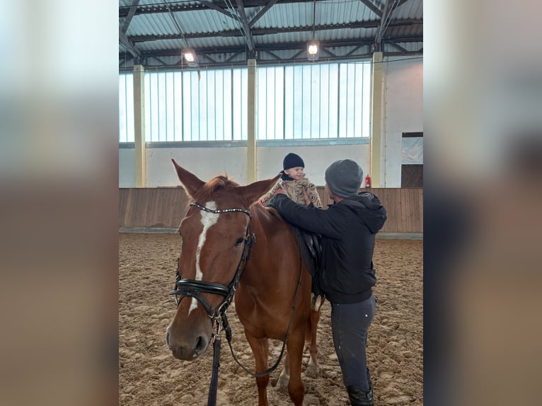 Poni alemán Caballo castrado 3 años 147 cm Alazán in Breddin