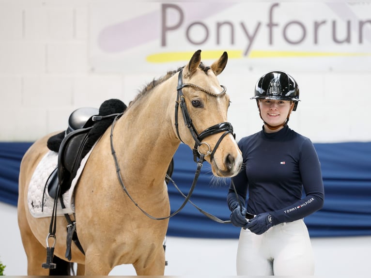 Poni alemán Caballo castrado 3 años 147 cm Bayo in Marsberg Poni alemán Caballo castrado 3 años 147 cm Bayo in Marsberg