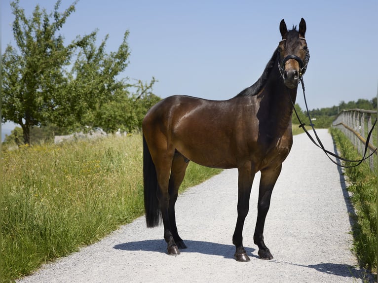 Poni alemán Caballo castrado 3 años 147 cm Castaño in Kilchberg ZH