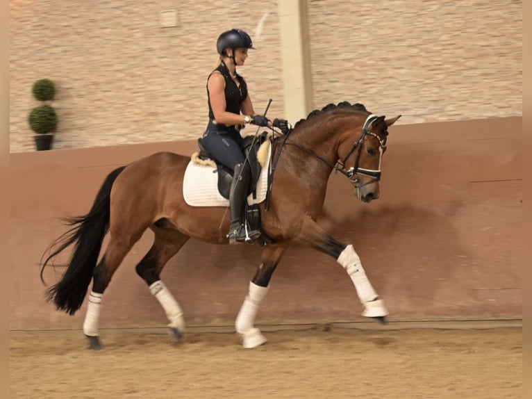 Poni alemán Caballo castrado 3 años 147 cm Castaño in Wehringen