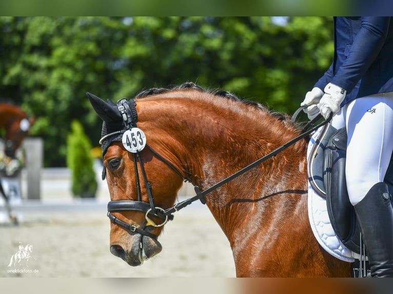 Poni alemán Caballo castrado 3 años 147 cm Castaño in Loiching