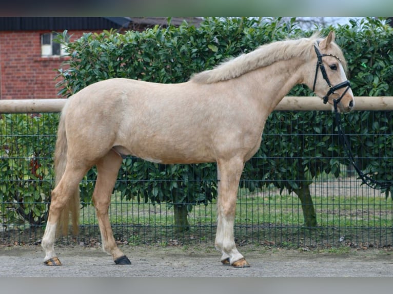 Poni alemán Caballo castrado 3 años 147 cm Palomino in Nottuln