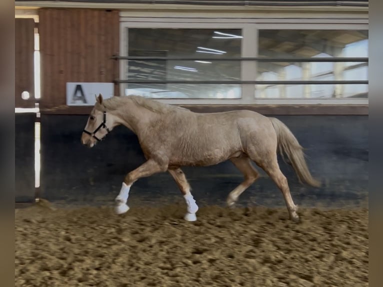 Poni alemán Caballo castrado 3 años 147 cm Palomino in Nottuln