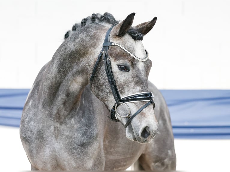 Poni alemán Caballo castrado 3 años 147 cm Tordo in Marsberg