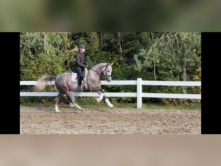 Poni alemán Caballo castrado 3 años 147 cm Tordo in Lilienthal