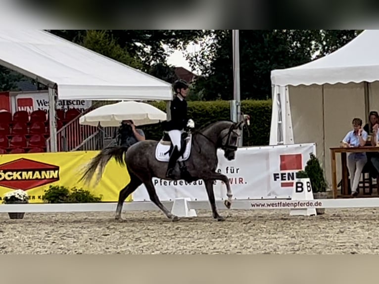 Poni alemán Caballo castrado 3 años 147 cm Tordo in Lilienthal