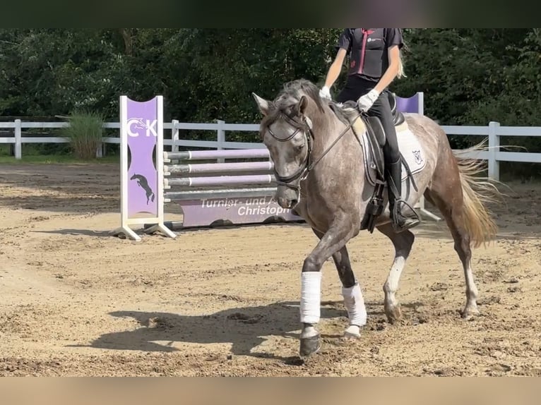 Poni alemán Caballo castrado 3 años 147 cm Tordo in Lilienthal