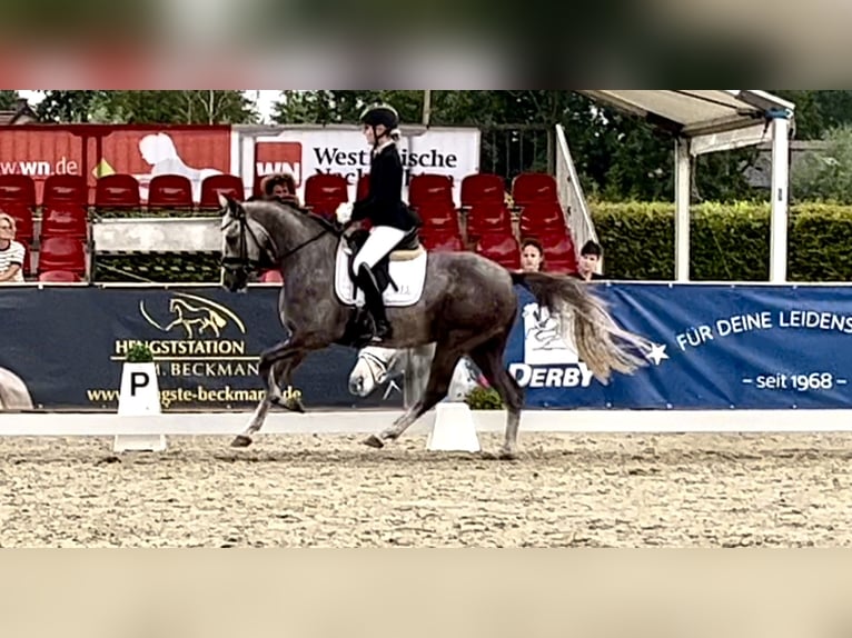 Poni alemán Caballo castrado 3 años 147 cm Tordo in Lilienthal