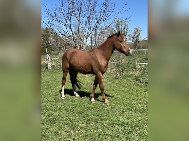 Poni alemán Caballo castrado 3 años 148 cm Alazán in Pampow