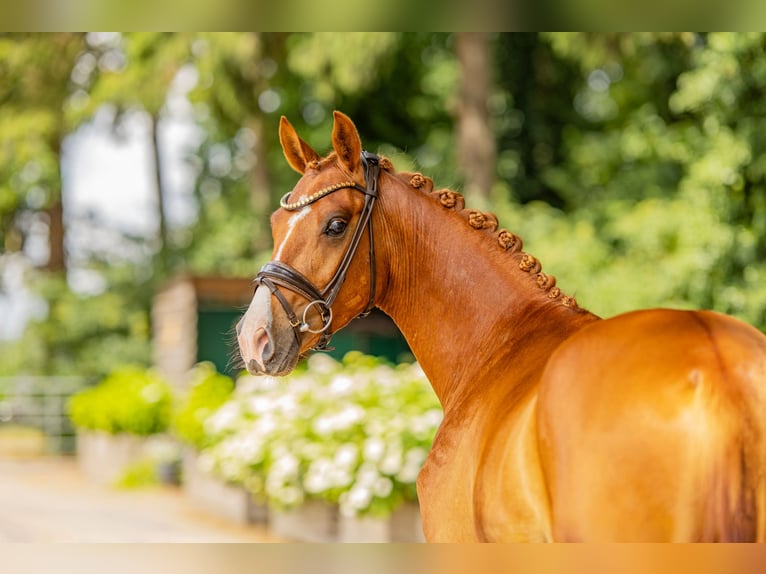 Poni alemán Caballo castrado 3 años 148 cm Alazán in Stuhr