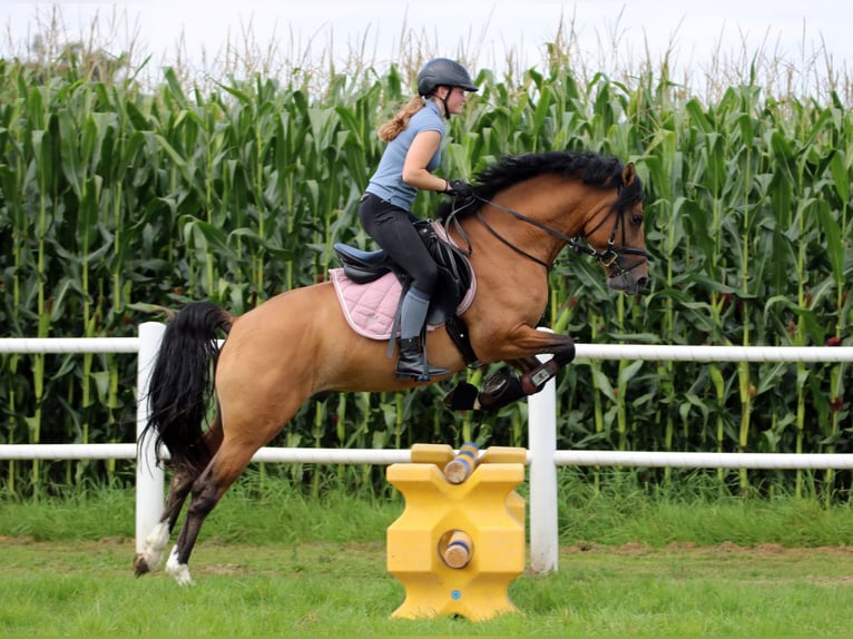 Poni alemán Caballo castrado 3 años 148 cm Bayo in Wildeshausen