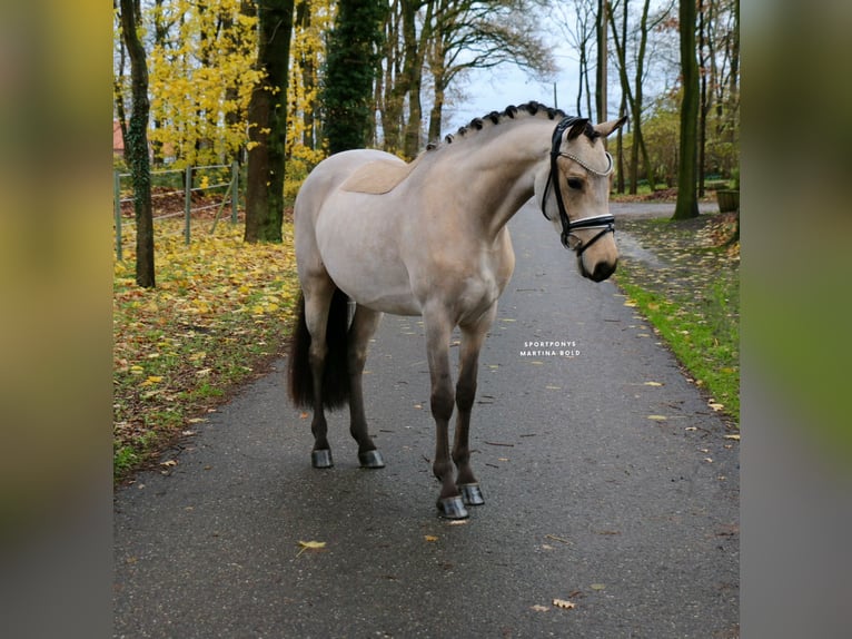 Poni alemán Caballo castrado 3 años 148 cm Buckskin/Bayo in Recke, bei Osnabrück