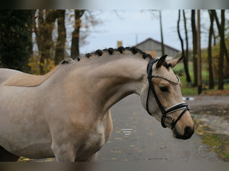 Poni alemán Caballo castrado 3 años 148 cm Buckskin/Bayo in Recke, bei Osnabrück