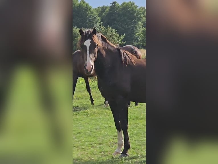 Poni alemán Caballo castrado 3 años 148 cm in Hittbergen