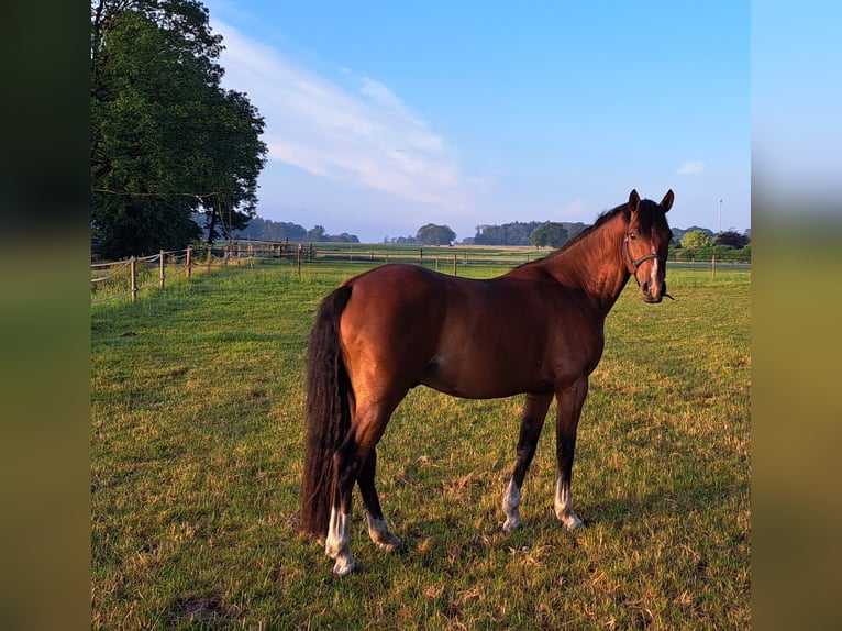 Poni alemán Caballo castrado 3 años 148 cm Castaño in Dötlingen