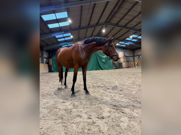 Poni alemán Caballo castrado 3 años 148 cm Castaño in Süstedt