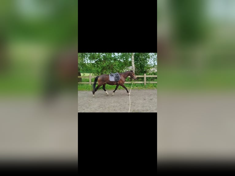 Poni alemán Caballo castrado 3 años 148 cm Castaño oscuro in Elmshorn