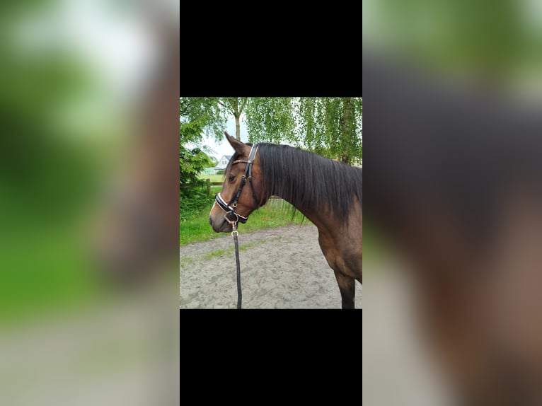 Poni alemán Caballo castrado 3 años 148 cm Castaño oscuro in Elmshorn
