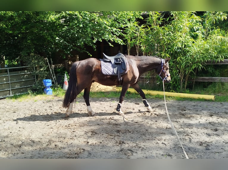 Poni alemán Caballo castrado 3 años 148 cm Castaño oscuro in Elmshorn