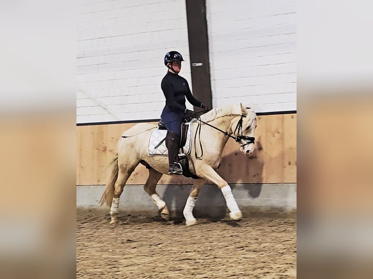 Poni alemán Caballo castrado 3 años 148 cm Palomino in Kempen