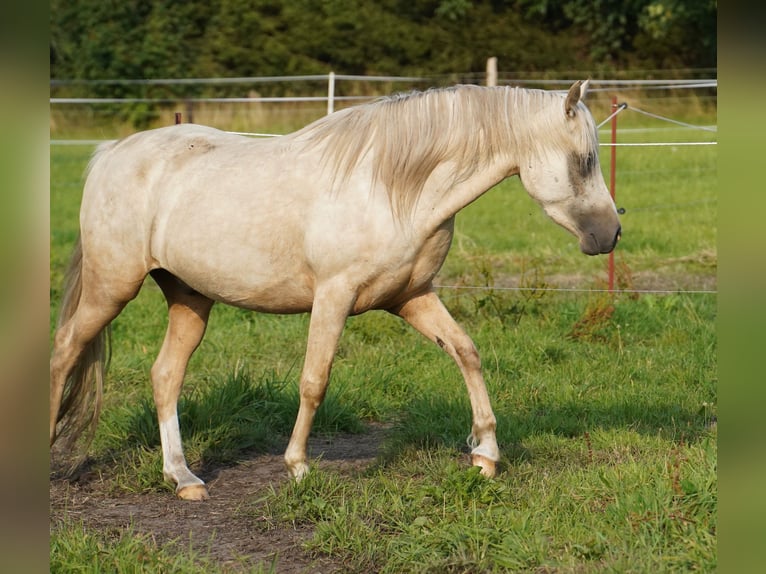 Poni alemán Caballo castrado 3 años 148 cm Palomino in Neustadt-Glewe