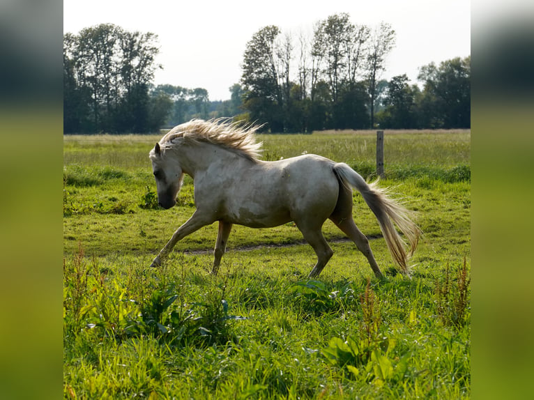 Poni alemán Caballo castrado 3 años 148 cm Palomino in Neustadt-Glewe