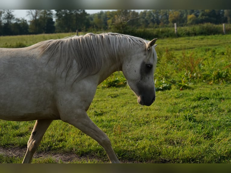 Poni alemán Caballo castrado 3 años 148 cm Palomino in Neustadt-Glewe