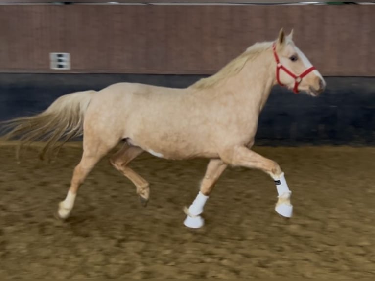 Poni alemán Caballo castrado 3 años 148 cm Palomino in Nottuln