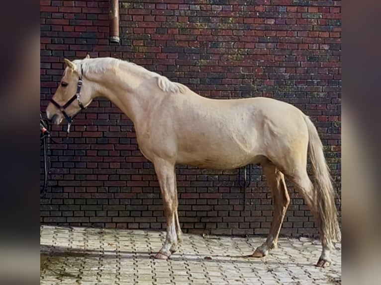 Poni alemán Caballo castrado 3 años 148 cm Palomino in Großheide Westerende