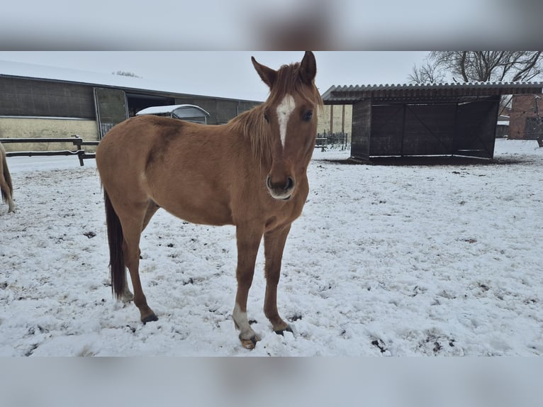 Poni alemán Caballo castrado 3 años 148 cm Red Dun/Cervuno in Perleberg OT Quitzow