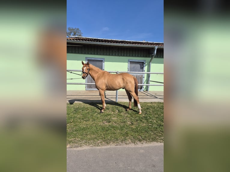 Poni alemán Caballo castrado 3 años 148 cm Red Dun/Cervuno in Perleberg OT Quitzow