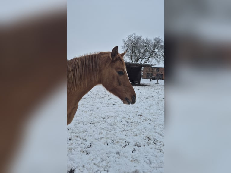 Poni alemán Caballo castrado 3 años 148 cm Red Dun/Cervuno in Perleberg OT Quitzow