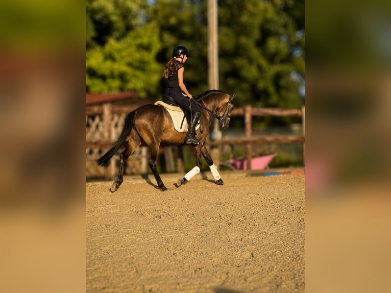 Poni alemán Caballo castrado 3 años 149 cm Buckskin/Bayo in Bergheim