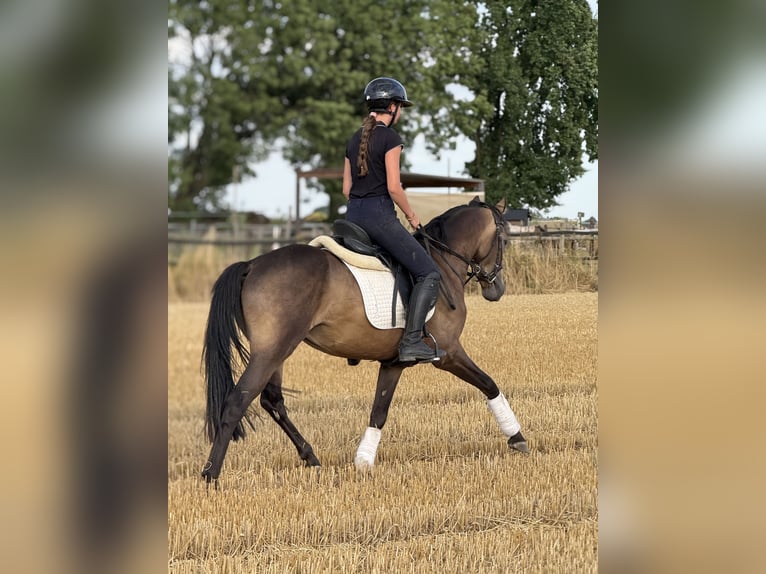 Poni alemán Caballo castrado 3 años 149 cm Buckskin/Bayo in Bergheim