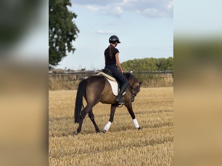 Poni alemán Caballo castrado 3 años 149 cm Buckskin/Bayo in Bergheim