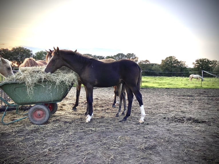 Poni alemán Caballo castrado 3 años 149 cm Castaño in Ennigerloh