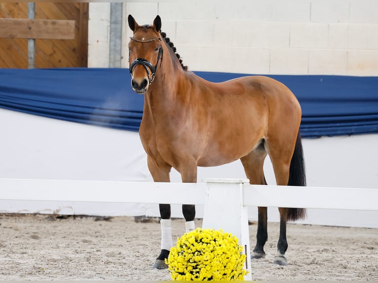Poni alemán Caballo castrado 3 años 150 cm Castaño in Marsberg