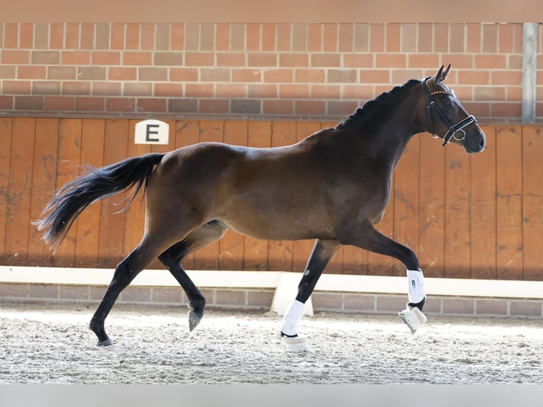 Poni alemán Caballo castrado 3 años 150 cm Castaño oscuro in Cappeln