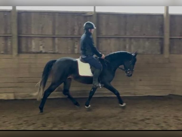 Poni alemán Caballo castrado 3 años 150 cm Castaño oscuro in Heidekamp