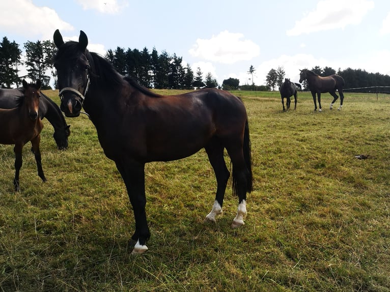 Poni alemán Caballo castrado 3 años 150 cm Negro in Berngau