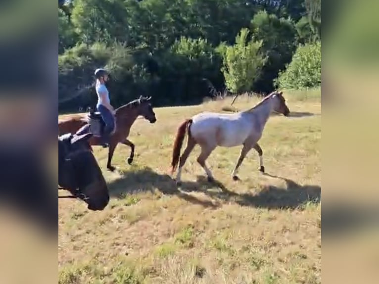 Poni alemán Caballo castrado 3 años 150 cm Ruano alazán in Wadern