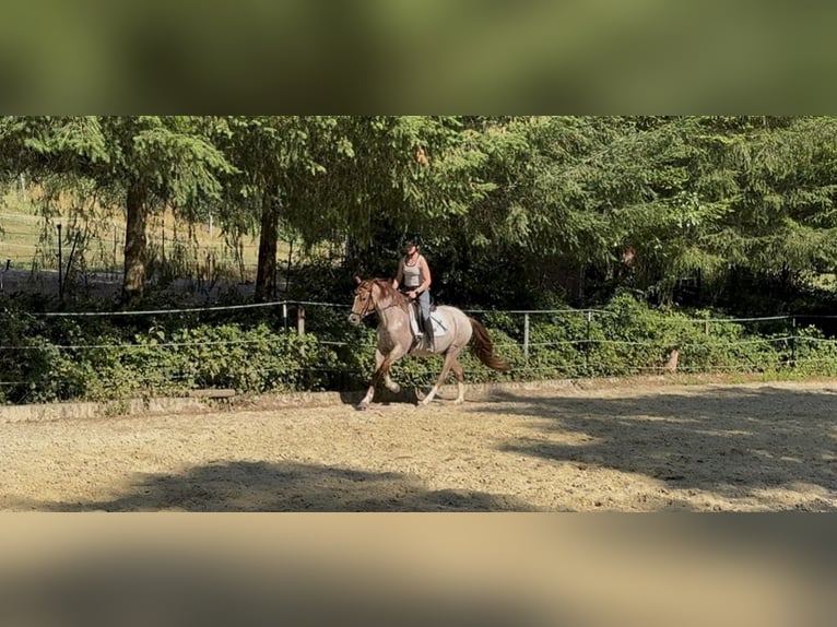 Poni alemán Caballo castrado 3 años 150 cm Ruano alazán in Wadern